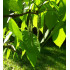 Valkohikkori (Carya ovata)